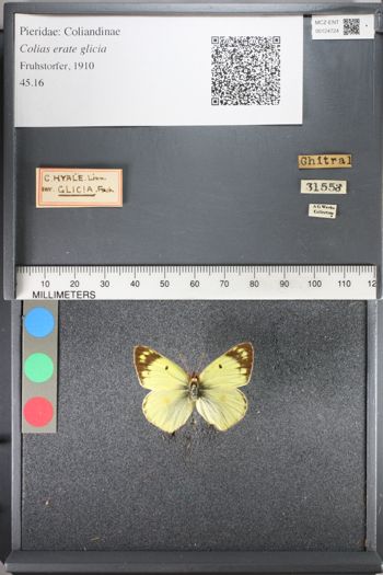 Media type: image;   Entomology 124724